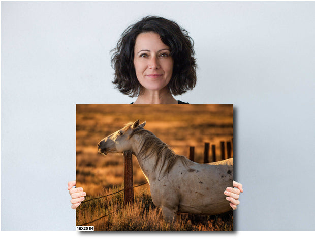 Dusk Guardian - White Horse Golden Light Photography - Western Ranch Fence Wall Art