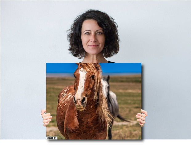 Majestic Wild Mustang Wall Art - Chestnut Horse Photography - Western Wilderness Decor
