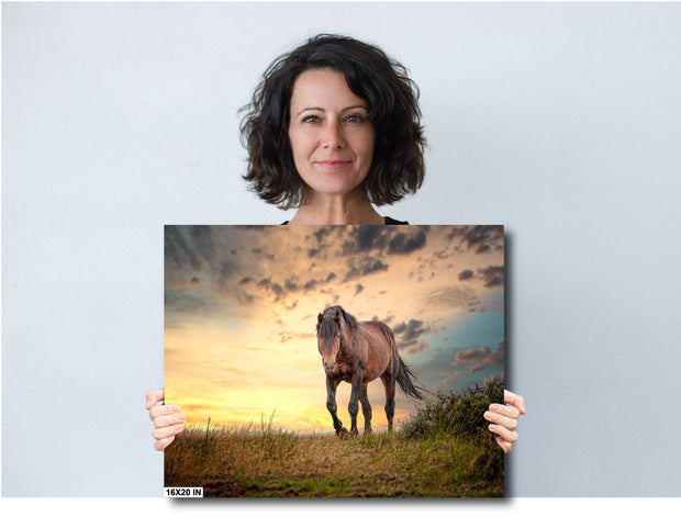 Wild Horse Photography Canvas Art - Golden Hour Mustang Print - Majestic Spirit Western Wall Decor