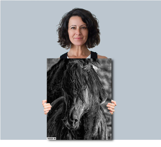 Mystic Gaze Horse Canvas Art - Black and White Equine Portrait - Tousled Mane Wall Decor