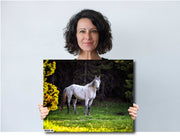 Forest Guardian - White Wild Horse Canvas Art - Wilderness Mustang Photography Print