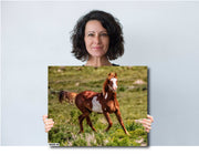 Chestnut Pinto Mustang - Wild Horse Photography - Western Landscape Art - Freedom in Motion