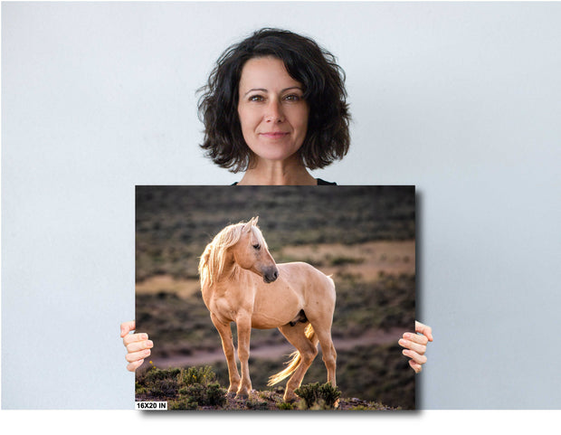 Amber Glow Palomino - Wild Horse Photography - Rustic Western Wall Art Decor