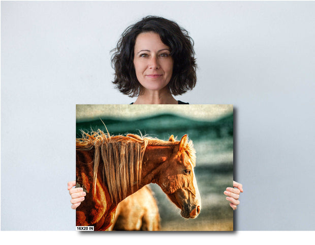 Sunlit Chestnut Mustang Canvas Art - Wild Horse Profile Photography - Rustic Western Decor