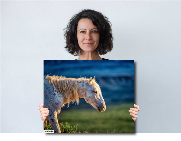 Dusk Light Wild Horse Photography - Speckled White Mustang Art - Western Wildlife Canvas