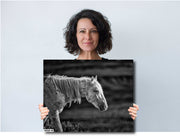 Weathered Spirit - Wild Horse Black and White Photography - Monochrome Mustang Wall Art