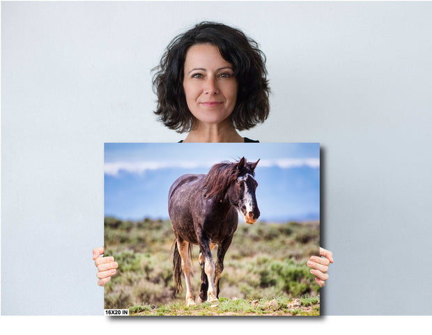 Majestic Wild Mustang Wall Art - American West Horse Photography - Rustic Home Decor