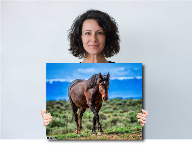 Untamed Spirit Mustang Canvas - Western Wilderness Photography - Sage Prairie Wall Art