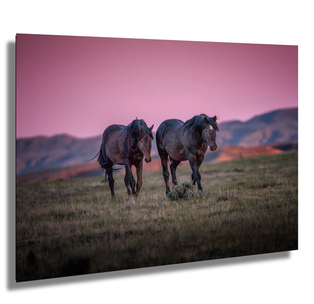 Twilight Solitude - Wild Horse Grazing on Golden Prairie - Western Sunset Photography