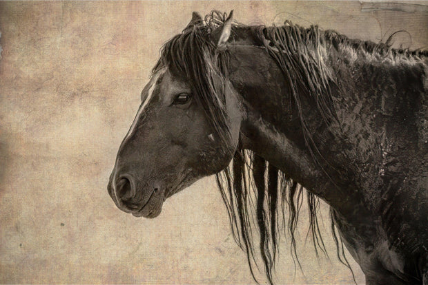 Midnight Silhouette - Vintage Black Horse Photography - Rustic Equine Wall Art Decor